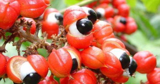 guarana